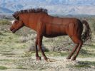 PICTURES/Borrega Springs Sculptures - Horses, Sheep & Camel/t_IMG_8901.JPG